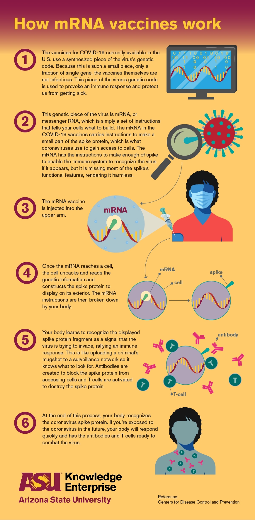 An infographic explaining how mRNA vaccines work to protect you from COVID-19.