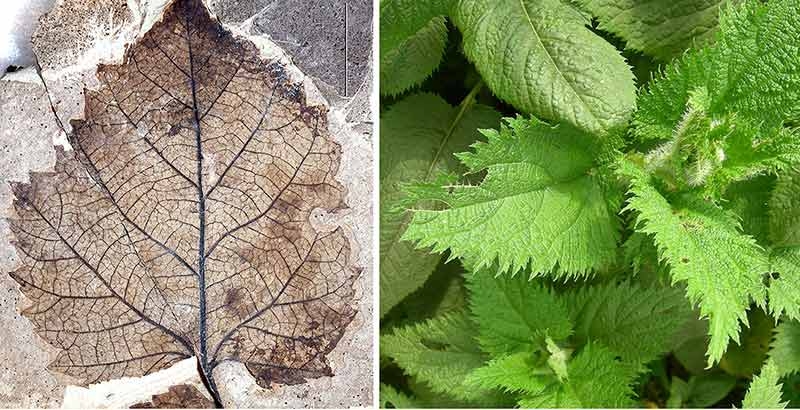 image of a fossil nettle leaf next to image of a modern nettle leaf