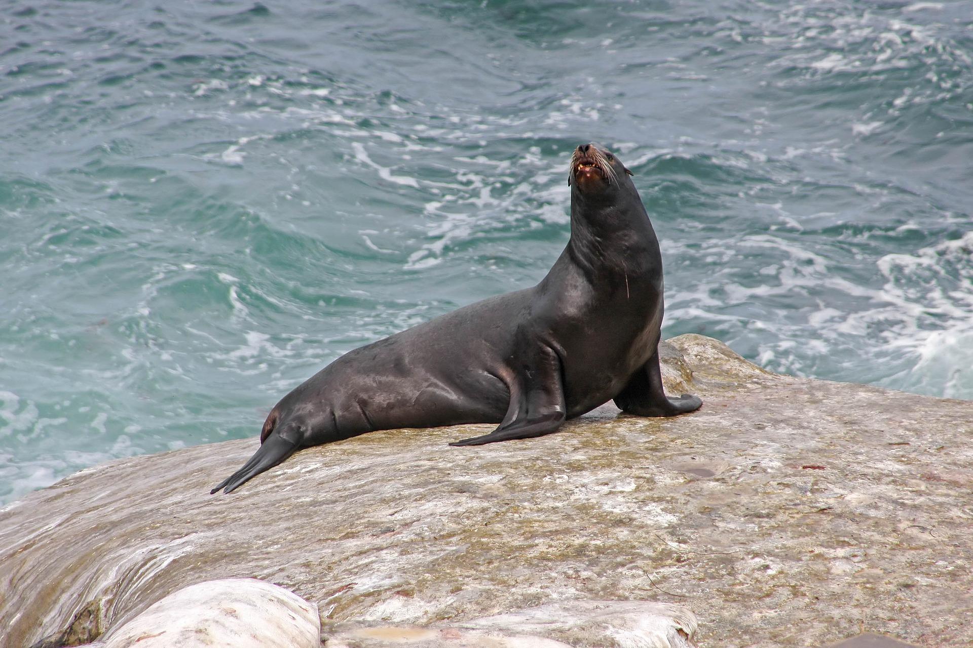photo of sea lion on rock