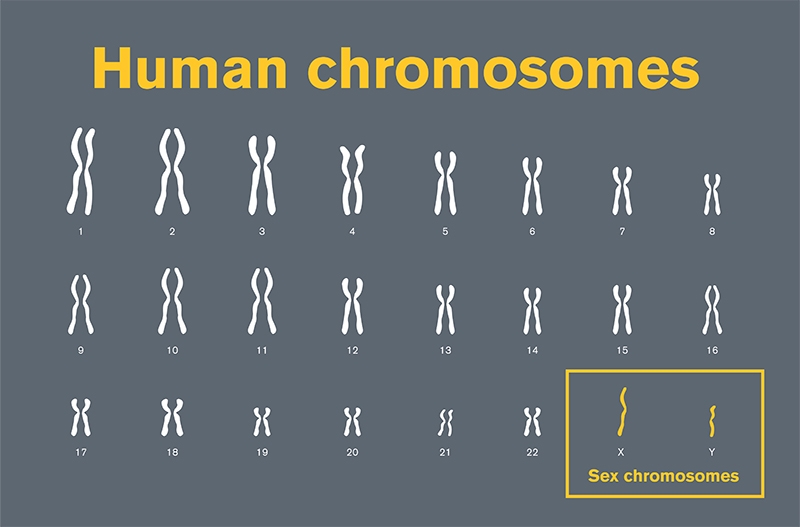 graphic of human chromosome pairs with sex chromosomes highlighted