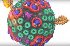 A frame from an animation of a chromophore’s light-absorption, charge separation, charge transport via the membrane, and adenosine triphosphate (ATP) synthesis.   Image courtesy of Abhishek Singharoy, Chris Maffeo, Karelia Delgardo, Melih Sener, Barry Isr
