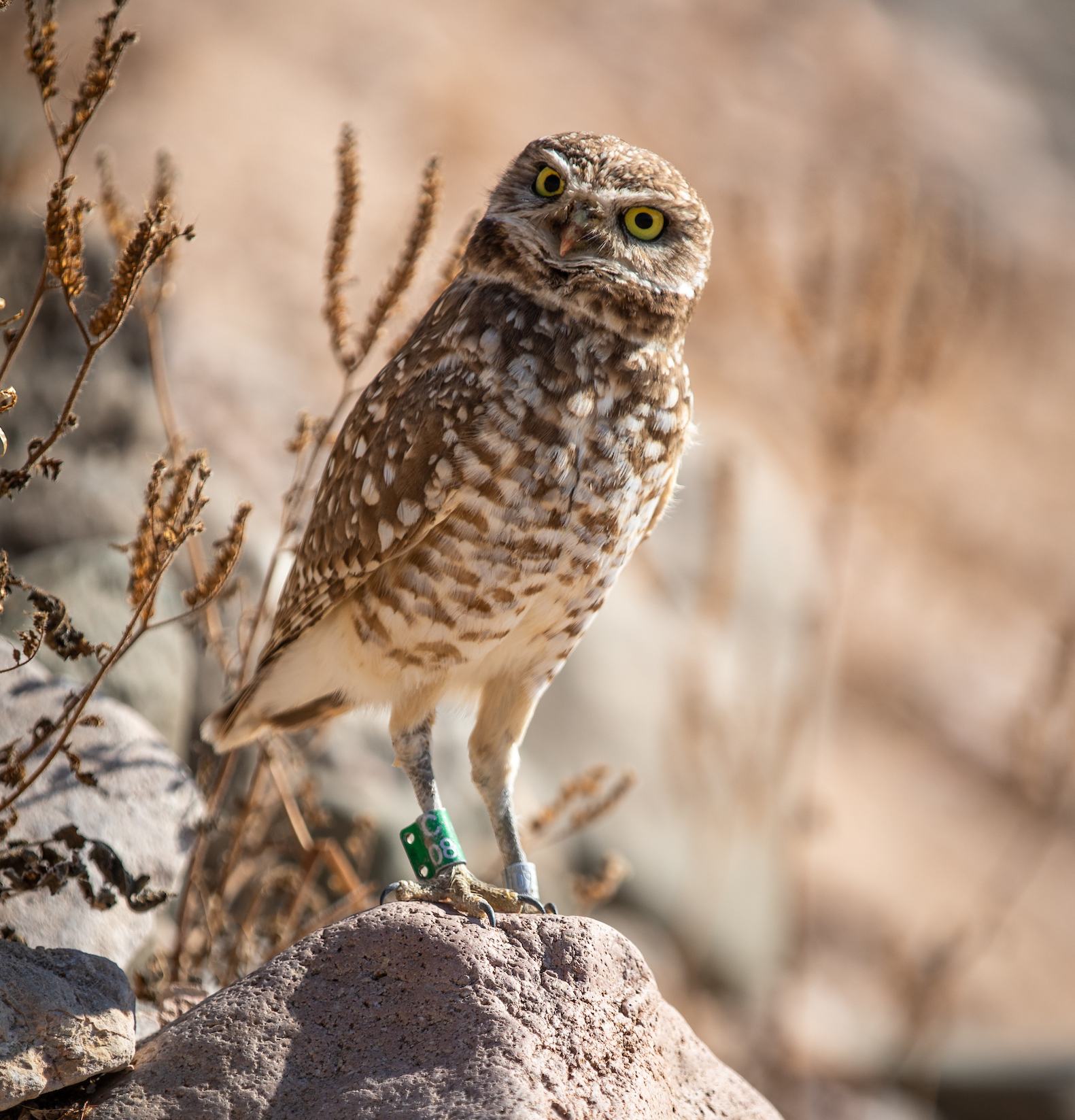 Owl standing on rock